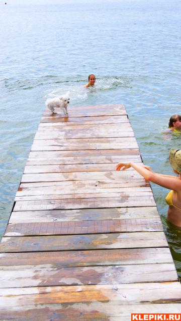 собачка Жуля купается в водах белого озера, что в прудках